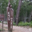 빛-자작나무 이미지