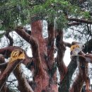 정이품송캠핑장 이미지