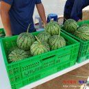 수박&토마토 축제 이미지