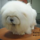 차우차우