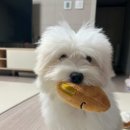 챔피언켄넬 | 꼬똥드툴레아 분양후기,꼬똥성견,꼬똥드툴레아성견모습