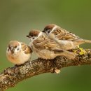 수정아파트 이미지