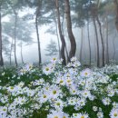 구절초로 이미지