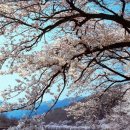 화개십리벚꽃길 이미지