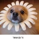 엔돌핀 이미지