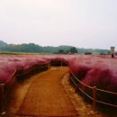 토산아델리움 이미지