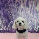 레몬이네 그루밍샵 이미지