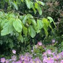 정관 구목정공원 이미지