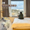 블루씨 | [강릉] 댕댕이 애견펜션 블루 내돈내산 후기(+강릉중앙시장,최씨장칼국수)