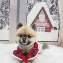 예쁘댕 이미지