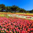 주)오색여행사 | 2025년 안면도 튤립축제 총정리