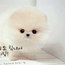 영서네 이미지