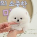 미유펫 강아지분양 고양이분양 김포점 이미지