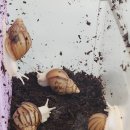 방달팽이 연구소 이미지