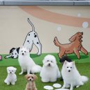 반려담애견유치원 이미지