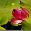 서오지리연꽃마을 이미지