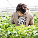 딸기나라 이미지