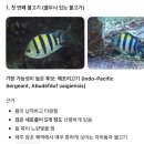 중문단지축구장 | 26.8월] 제주 중문 도리빨 스노클링 후기