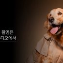 [우리 강아지 촬영은 우리집 스튜디오에서] 알파 랜선 세미나 후기