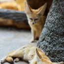 어린왕자와 사막여우 이미지