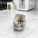 강아지분양 마이댕냥 일산점 이미지
