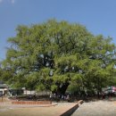 인천대공원 후문에 있는 은행나무 이미지