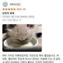 일본 아마존에 아기 고양이 우유를 검색한 후 포토리뷰를 보면 이미지