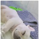 독의정부강아지분양애견분양