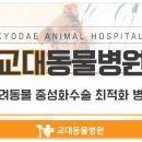 교대동물병원 이미지