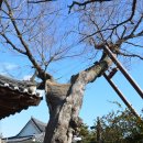 금성관/목사내아 이미지