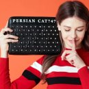 페르시안캣 이미지