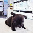 착한애견분양(원주점) 이미지