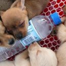 세계명견 감곡켄넬 | 무더운 여름, 애완견들의 건강한 여름을 위한 비법 공개