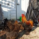 석원농장 이미지