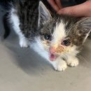 (주)포러스 | [고양이 허피스] 겨울에 만난 아기 길냥이 구조 허피스 찐 치료 및 분양후기