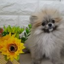 몽몽이애견미용 이미지