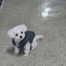 멍벤져스 이미지