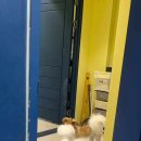 견고하개 이미지