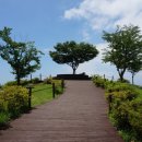 산양일주도로가로수 이미지