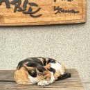 별난버섯집 이미지