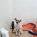 댕댕하동 이미지