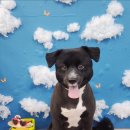 다솜애견미용실 이미지