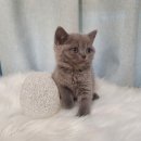 퍼피캣동물병원 이미지