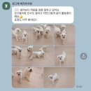 댕그레 이미지