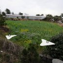 표선리-15 이미지