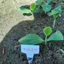 솔숲농원 이미지