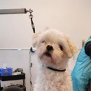 꼬마애견샵 이미지