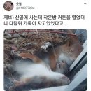 산골에서 살면 볼 수 있는 장면 이미지