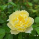 호스티치 | Lifelog.blog/ 9월 첫날/ 이른 아침에 장미 방제했다. 타카기 액체비료키트 처음 사용 후기