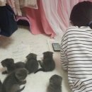 공부하는고양이